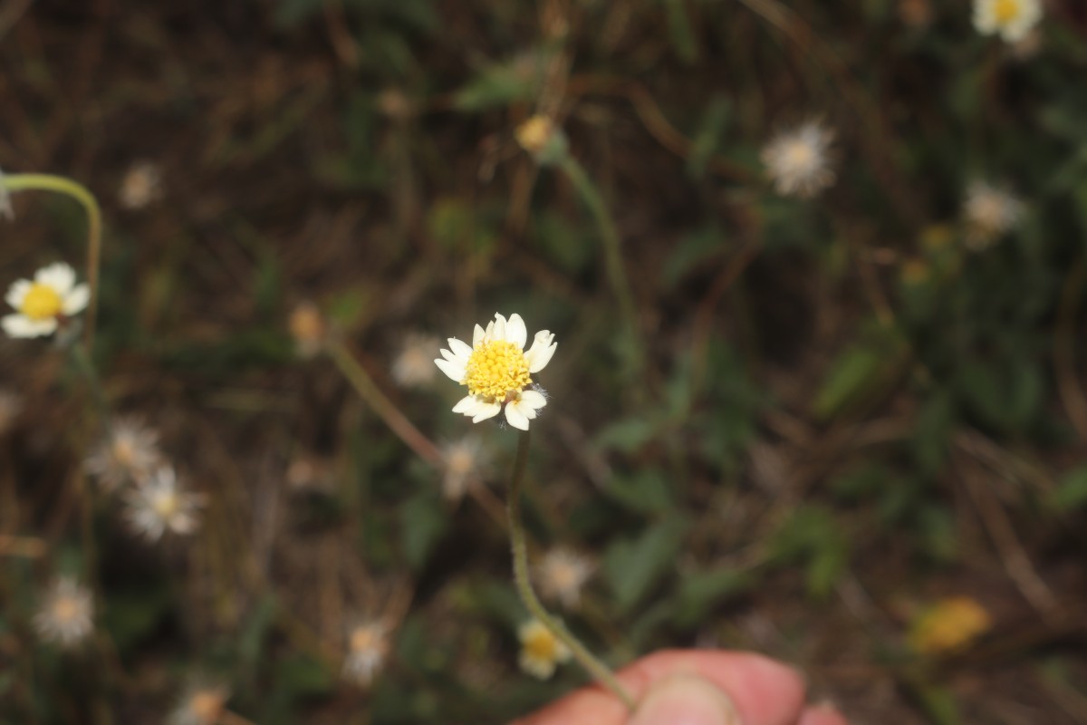 Tridax